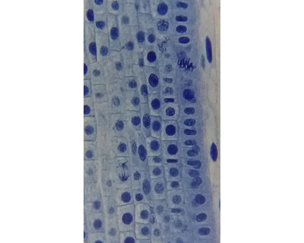 Микроскоп Bresser Erudit Basic 40–400x 94