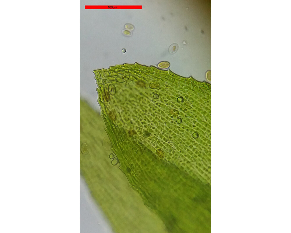 Микроскоп Bresser Erudit Basic 40–400x 18