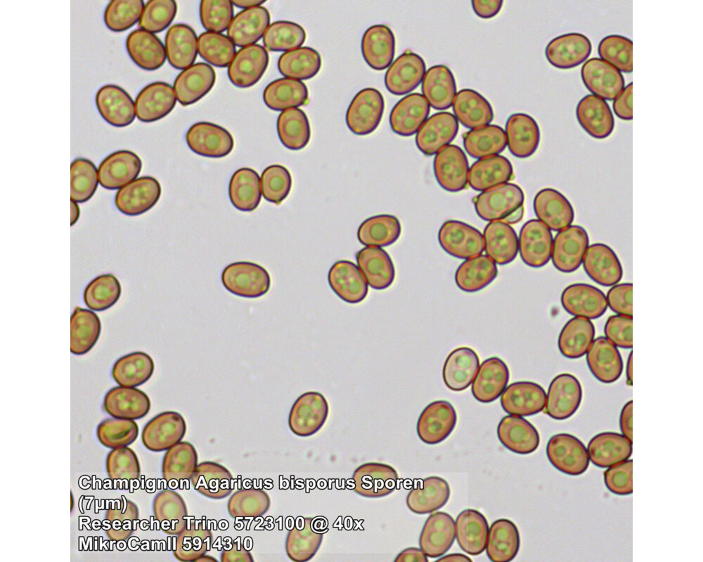 Микроскоп Bresser Researcher Trino 40–1000x 80