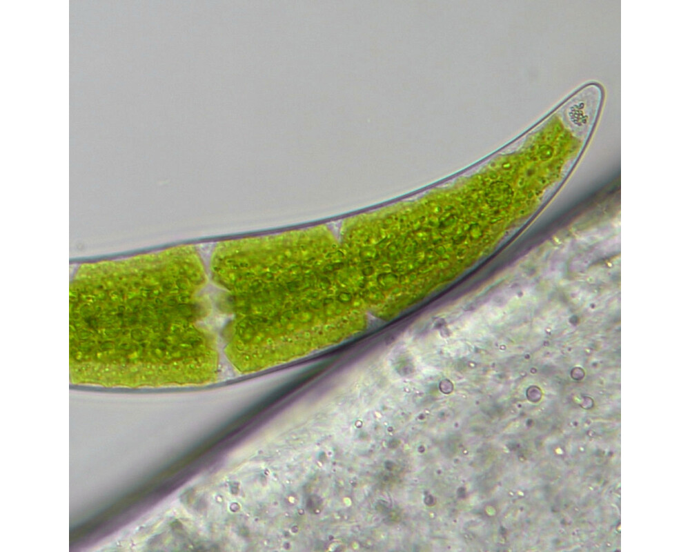 Микроскоп Bresser Researcher Trino 40–1000x 83