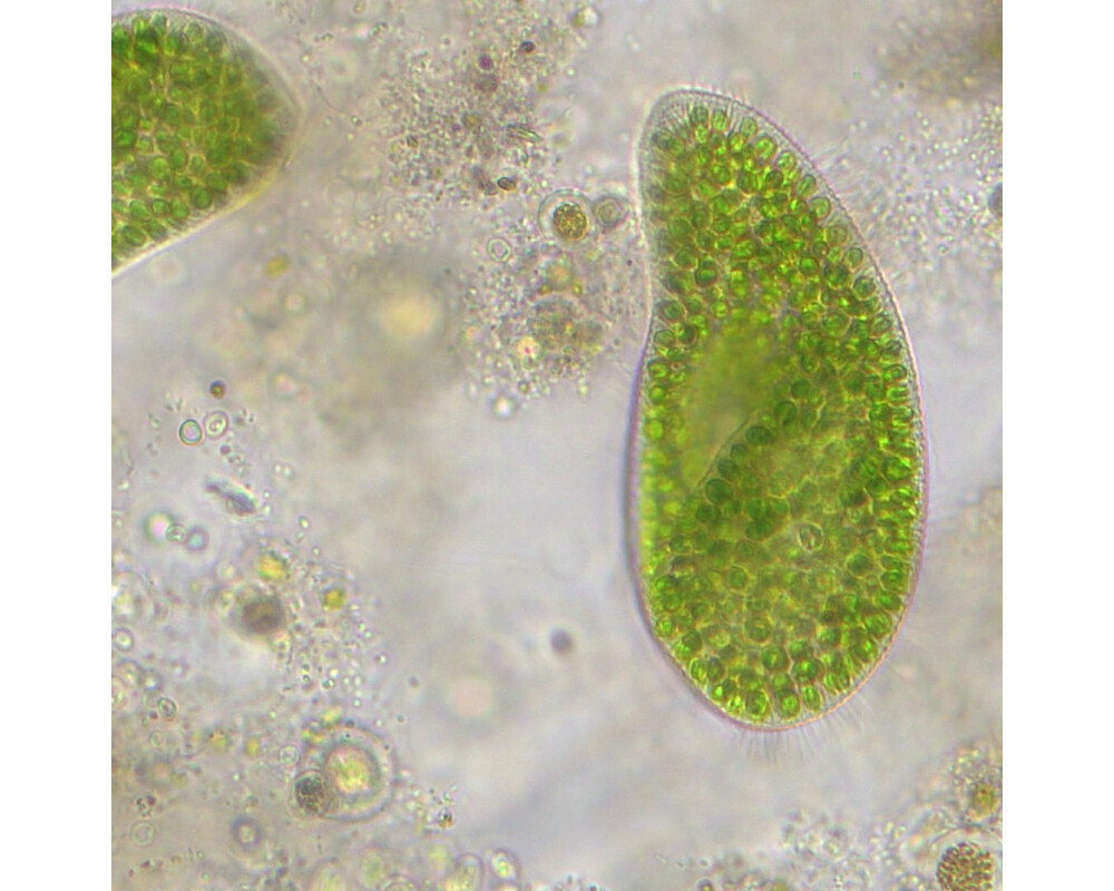 Микроскоп Bresser Researcher Trino 40–1000x 48