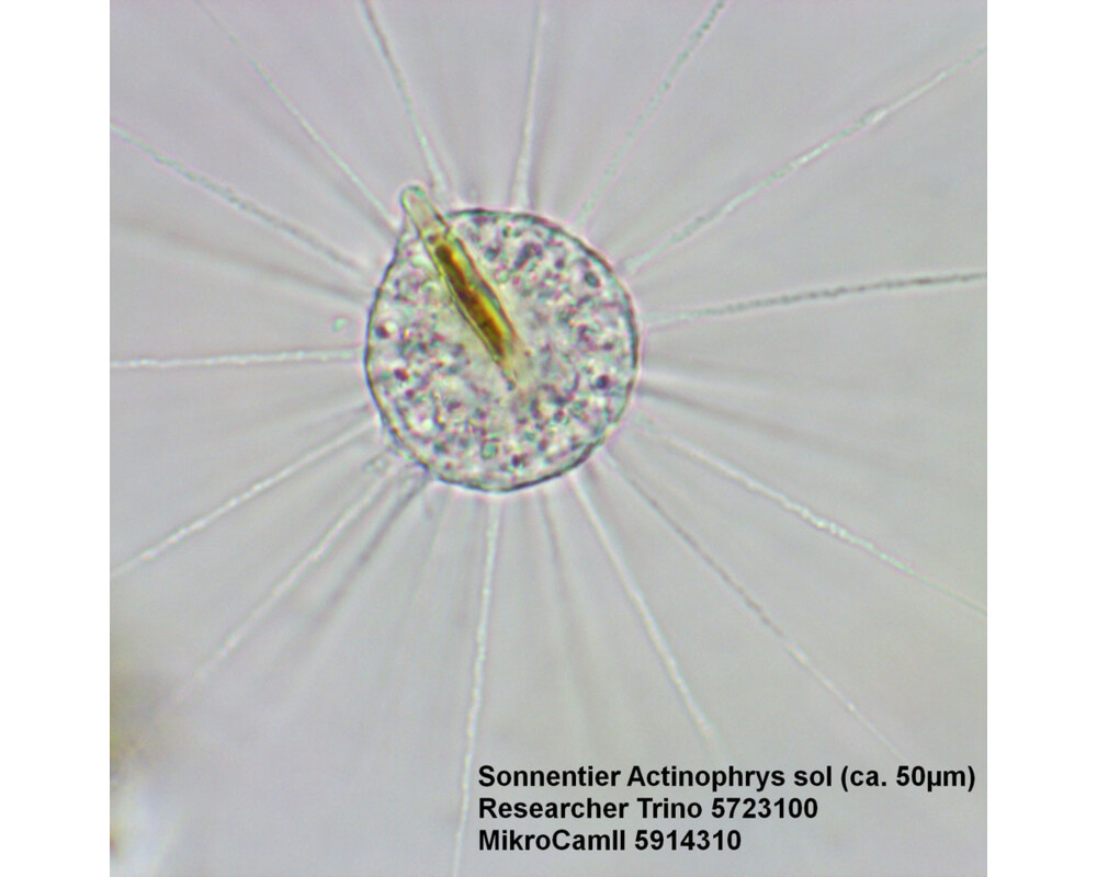 Микроскоп Bresser Researcher Trino 40–1000x 49