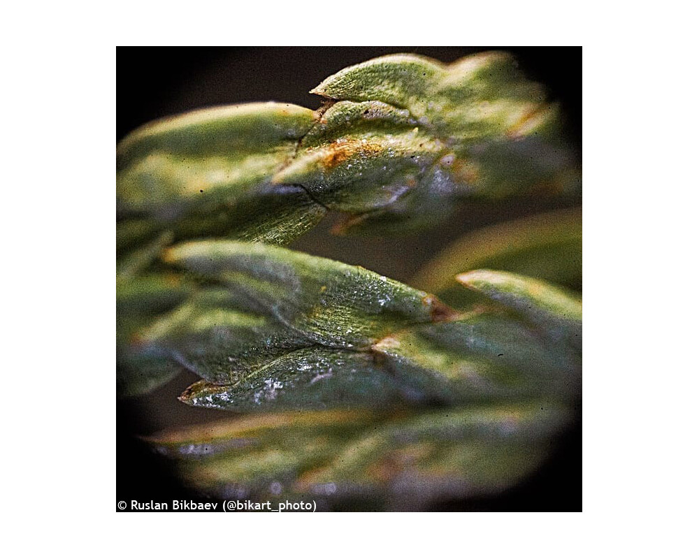 Микроскоп Levenhuk Rainbow 50L PLUS 33