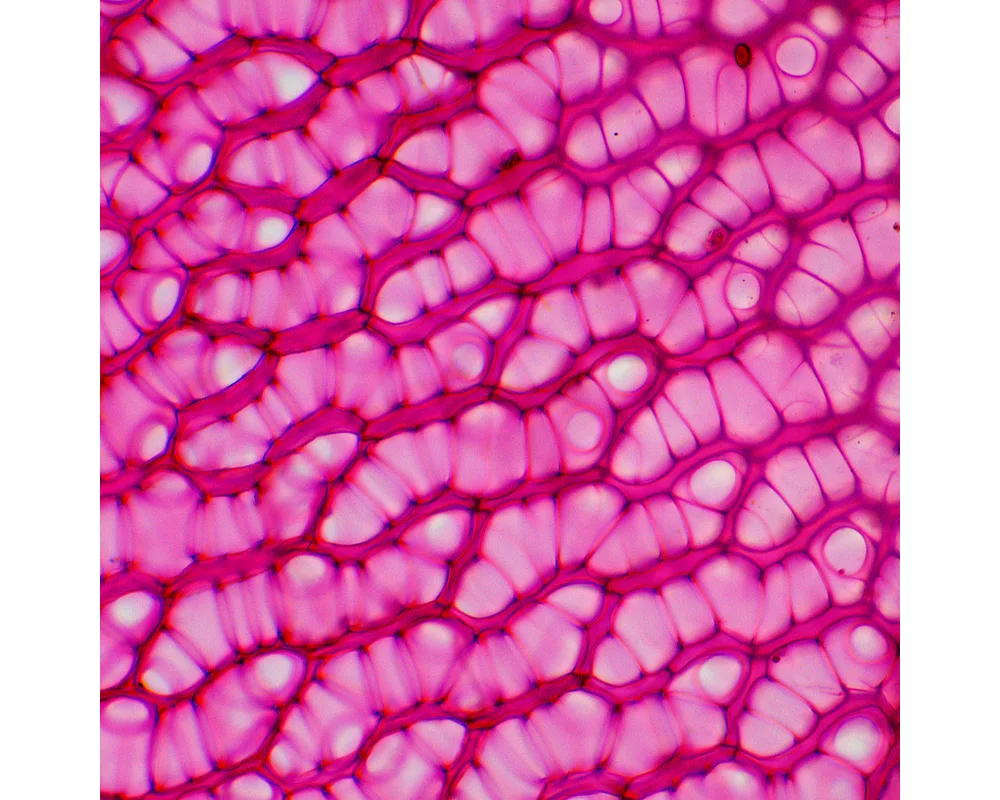 Микроскоп Биологичен цифров MAGUS Bio D230TL LCD 31