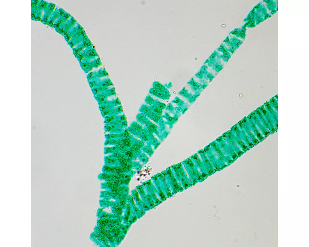 Микроскоп Биологичен цифров MAGUS Bio D250T LCD 38