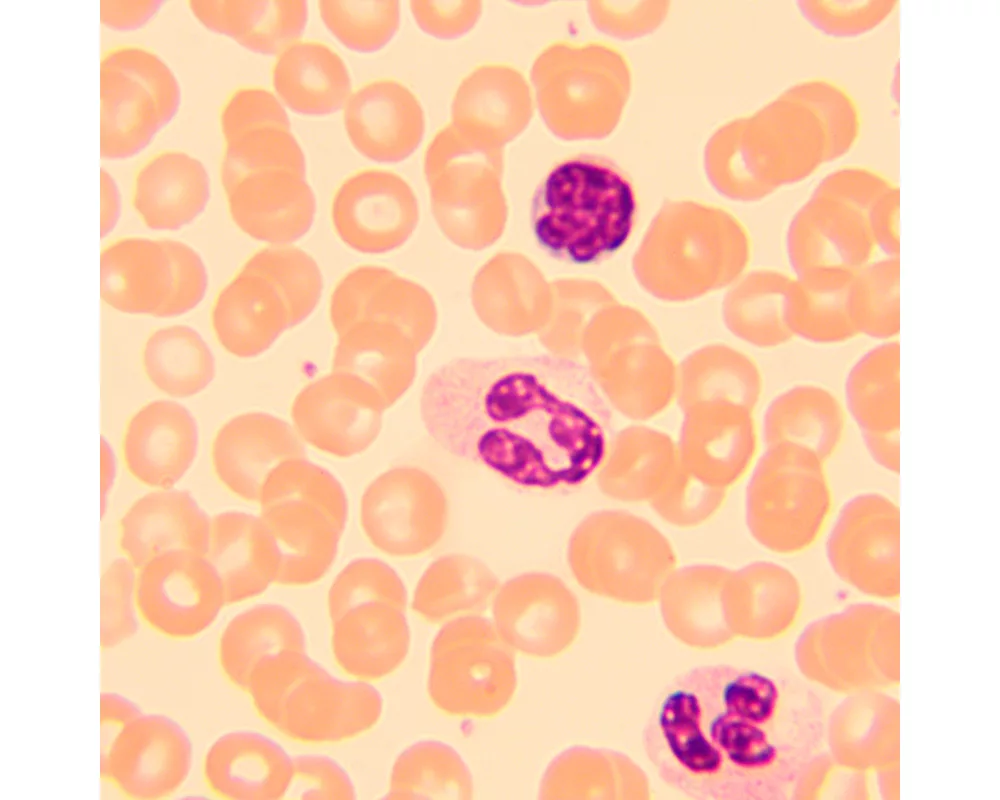 Микроскоп Биологичен цифров MAGUS Bio D250T LCD 36