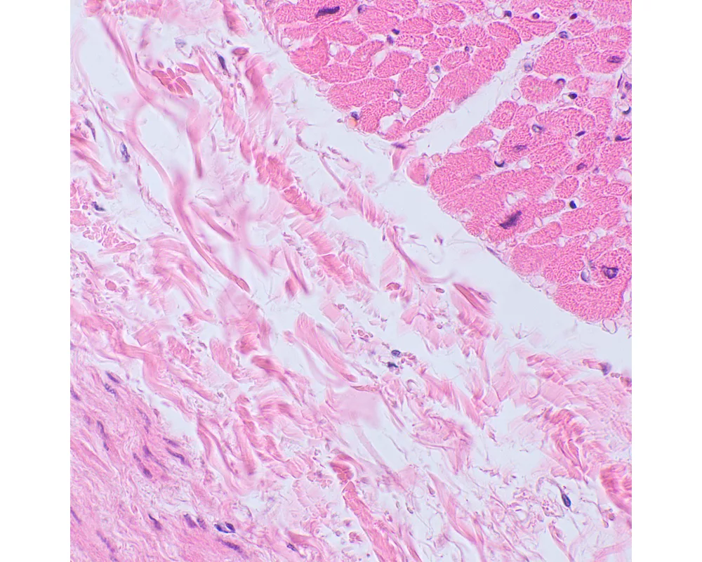 Микроскоп Биологичен цифров MAGUS Bio D250TL LCD 35