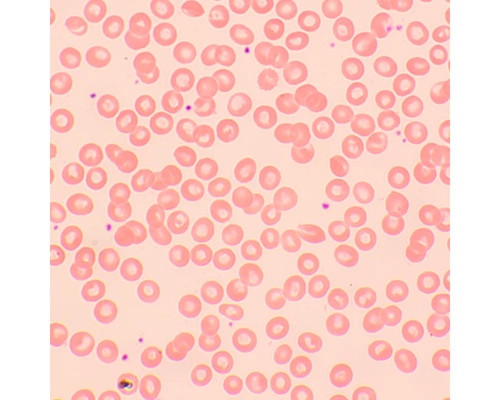 Микроскоп Биологичен цифров MAGUS Bio D250TL LCD 34