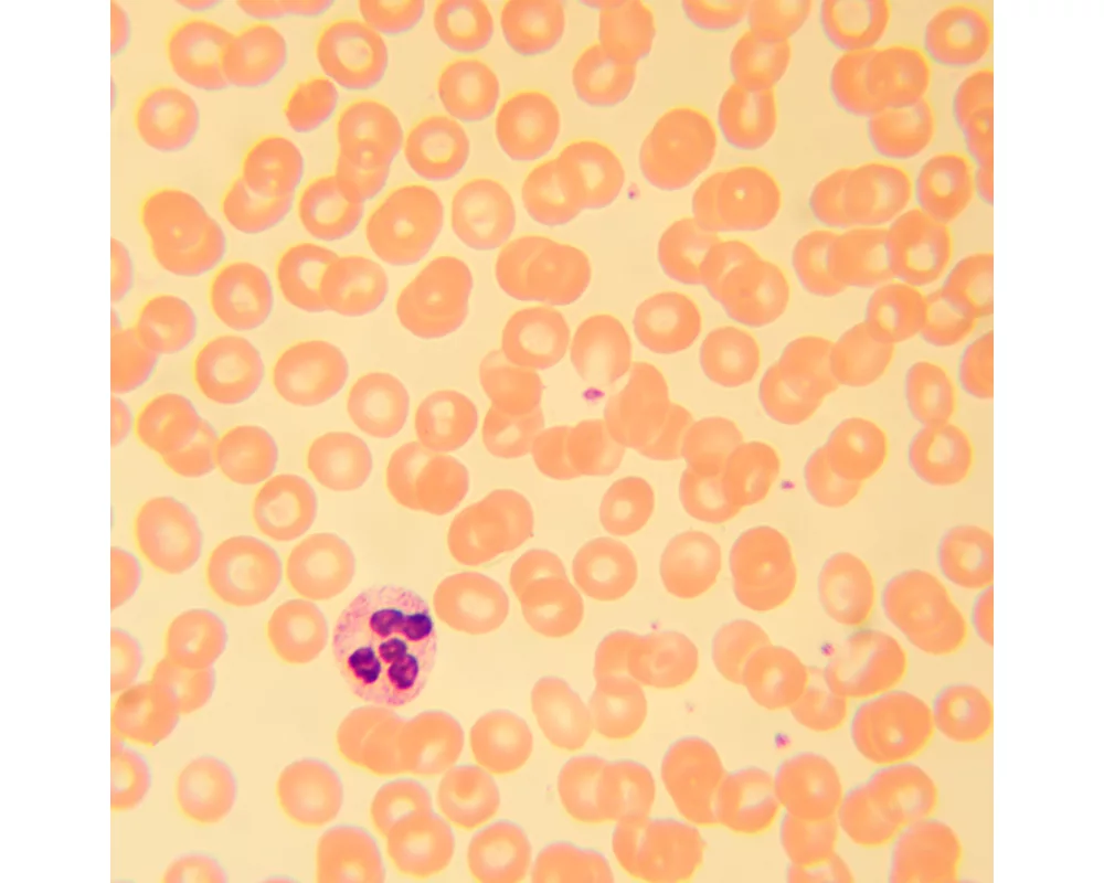 Микроскоп Биологичен цифров MAGUS Bio D230T 29