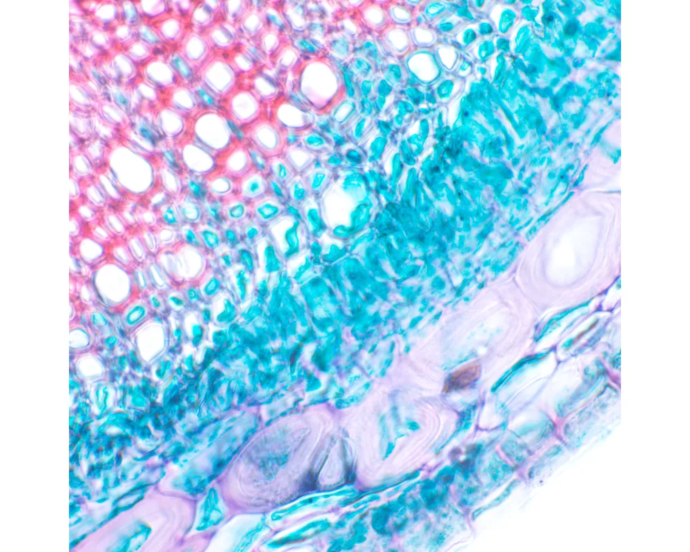 Микроскоп Биологичен цифров MAGUS Bio D230T 28