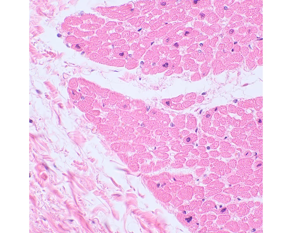 Микроскоп Биологичен цифров MAGUS Bio D230TL 29