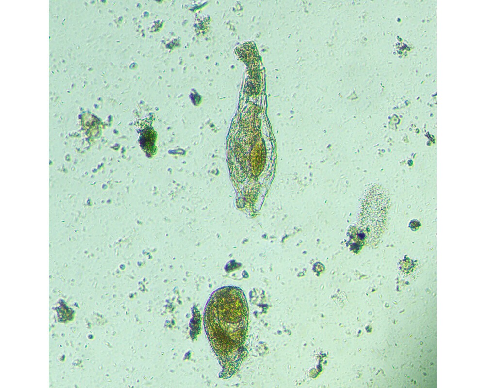 Микроскоп Биологичен инвертиран цифров MAGUS Bio VD300 21