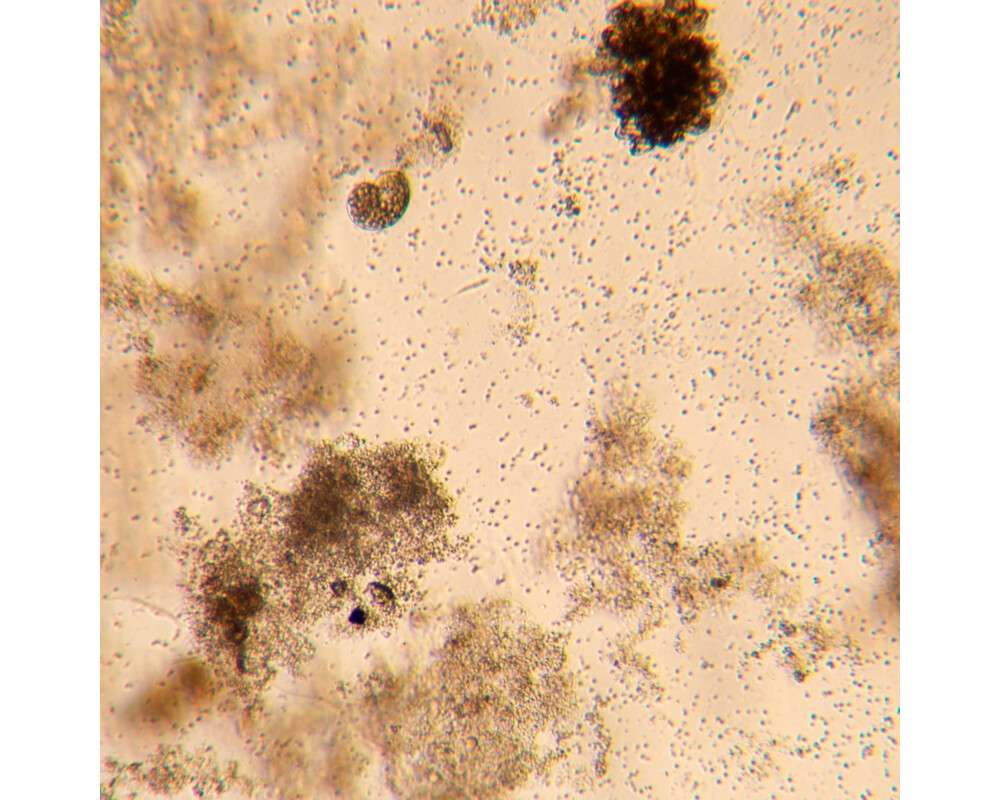 Микроскоп Биологичен инвертиран цифров MAGUS Bio VD350 29