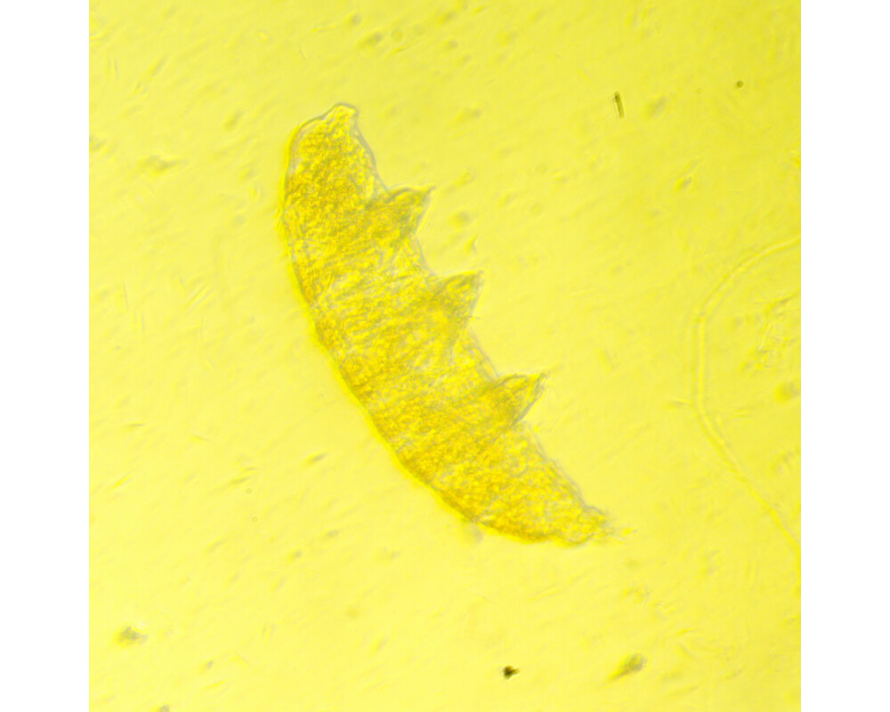 Микроскоп Биологичен инвертиран цифров MAGUS Bio VD350 28