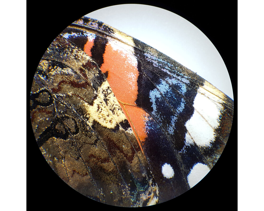 Микроскоп Стерео Bresser Analyth STR 10x - 40x 20