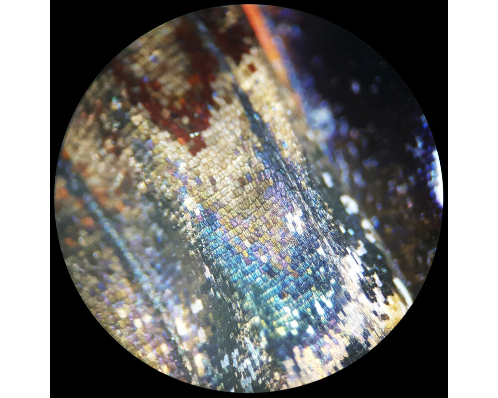 Микроскоп Стерео Bresser Analyth STR 10x - 40x 12