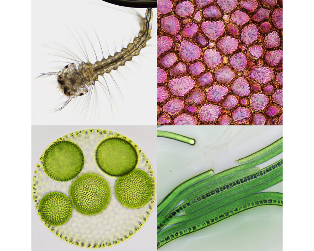 Микроскоп Стерео Bresser Biorit ICD CS 5–20x LED 15