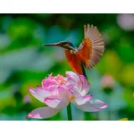 Телескоп Фото Levenhuk Kelvin MAK60 mini AZ 13