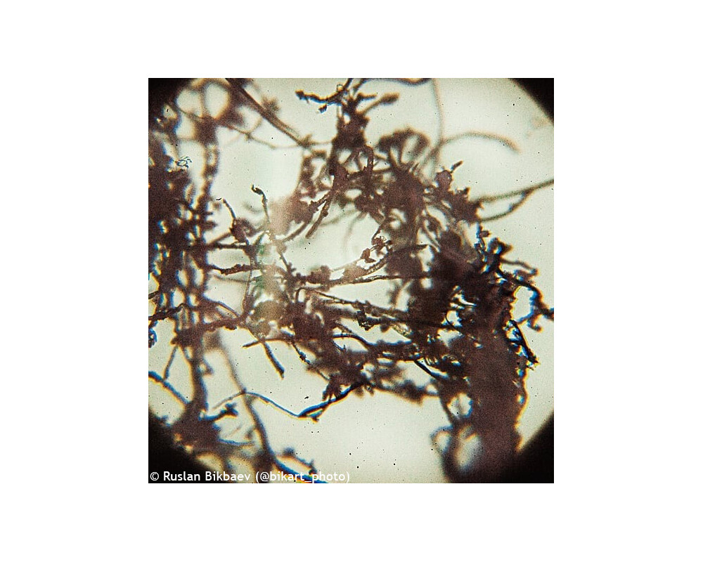 Микроскоп Levenhuk Rainbow 50L PLUS 101