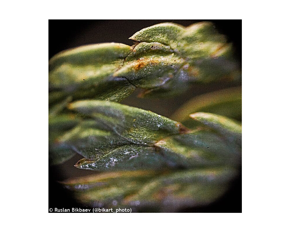 Микроскоп Levenhuk Rainbow 50L PLUS 74