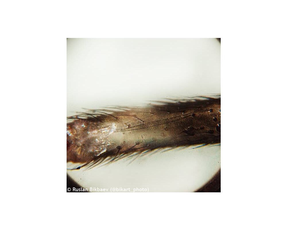 Микроскоп Levenhuk Rainbow 50L PLUS 77