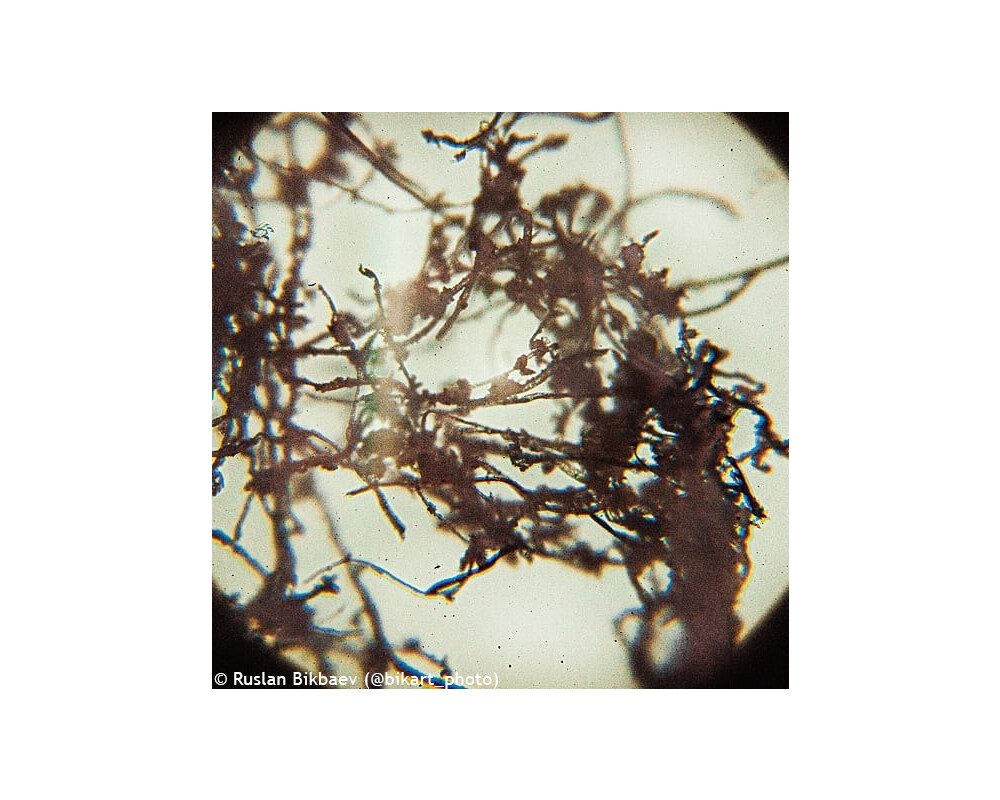 Микроскоп Levenhuk Rainbow 50L PLUS 45